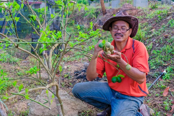 ハンサムな庭師は緑のレモンの木の植物を栽培します 午前中に庭でレモンの品質を確認する — ストック写真
