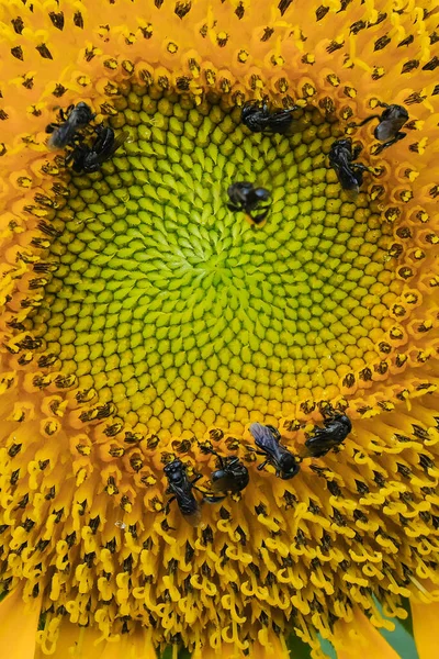 Tournesol Avec Abeille Sans Piqûre Dans Jardin — Photo