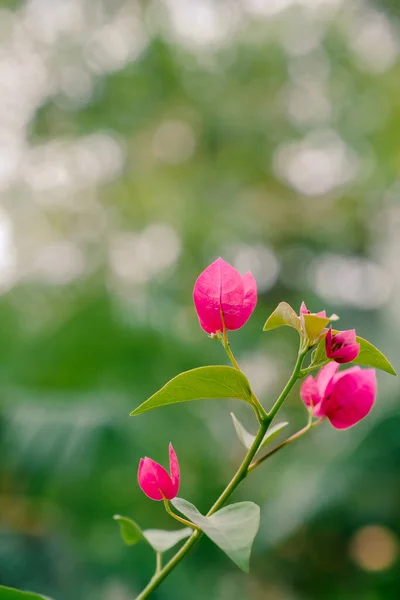 Virágzó Bougainvillea Csokor Fán Bougainvillea Virágok Mint Háttér Virágos Háttér — Stock Fotó