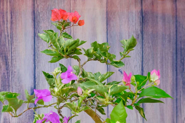 Virágzó Bougainvillea Csokor Fán Bougainvillea Virágok Mint Háttér Virágos Háttér — Stock Fotó