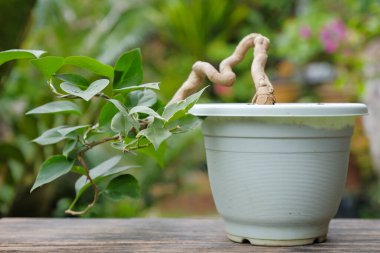 Ağacın üzerinde çiçek açan bougainvillea buketi. Arka plan olarak Bougainvillea çiçekleri. Çiçek arka plan..