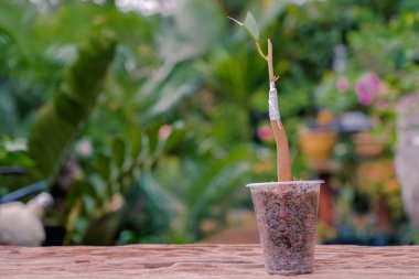 Bahçıvan Durian ağaç dalını bıçak nakli için hazırlıyor..