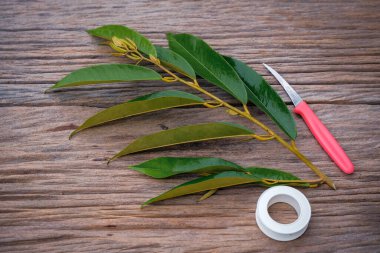 Bahçıvan Durian ağaç dalını bıçak nakli için hazırlıyor..
