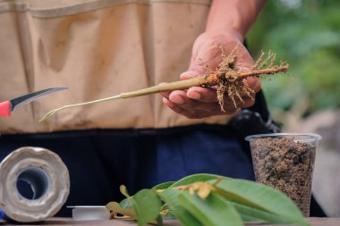 Bahçıvandan Durian ağacı nakli. Bahçıvanlar bitki üretimi için aşılı ağaç bıçağı kullanırlar.