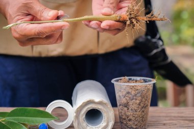 Bahçıvandan Durian ağacı nakli. Bahçıvanlar bitki üretimi için aşılı ağaç bıçağı kullanırlar.