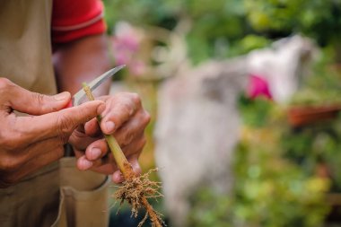 Bahçıvandan Durian ağacı nakli. Bahçıvanlar bitki üretimi için aşılı ağaç bıçağı kullanırlar.