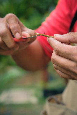 Bahçıvandan Durian ağacı nakli. Bahçıvanlar bitki üretimi için aşılı ağaç bıçağı kullanırlar.