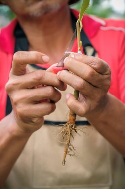 Bahçıvandan Durian ağacı nakli. Bahçıvan bitki üretimi için beyaz bant kullanıyor
