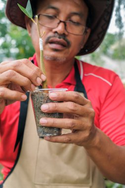 Bahçıvandan Durian ağacı nakli. Bahçıvan bitkilerin çoğalması için plastik bardak kullanıyor.