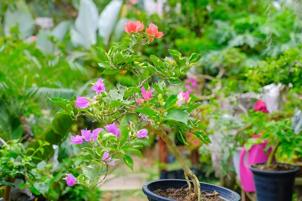 Virágzó Bougainvillea Csokor Fán Bougainvillea Virágok Mint Háttér Virágos Háttér — Stock Fotó