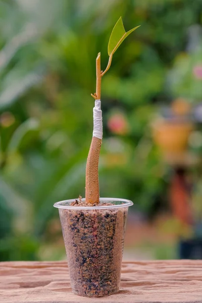 Zahradník Připravuje Durianskou Větev Pro Štěpování Nožem — Stock fotografie
