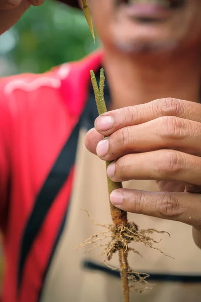 庭師はドリアンの木を接ぎ木します 庭師は植物の繁殖のために接ぎ木木ブレードを使用します — ストック写真