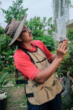Bahçıvan durian ağacını aşıladı. Bahçıvan bitki üretimi için soğuk ve nemli bir ortam sağladı..