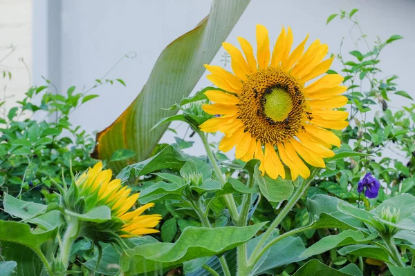 Girasol Con Abeja Sin Aguijón Jardín —  Fotos de Stock