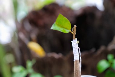 Durian nakil ağacı tomurcukları 15 günlük.
