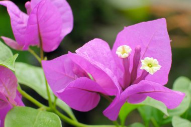 Ağacın üzerinde çiçek açan bougainvillea buketi. Arka plan olarak Bougainvillea çiçekleri. Çiçek arka plan..