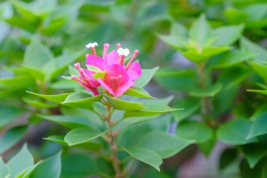 Ağacın üzerinde çiçek açan bougainvillea buketi. Arka plan olarak Bougainvillea çiçekleri. Çiçek arka plan..