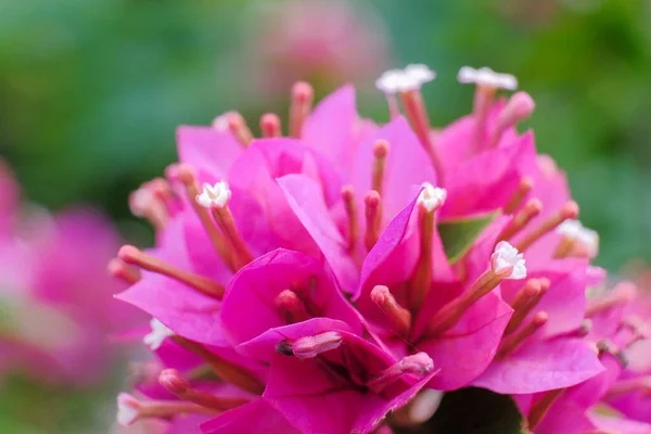 Virágzó Bougainvillea Csokor Fán Bougainvillea Virágok Mint Háttér Virágos Háttér — Stock Fotó