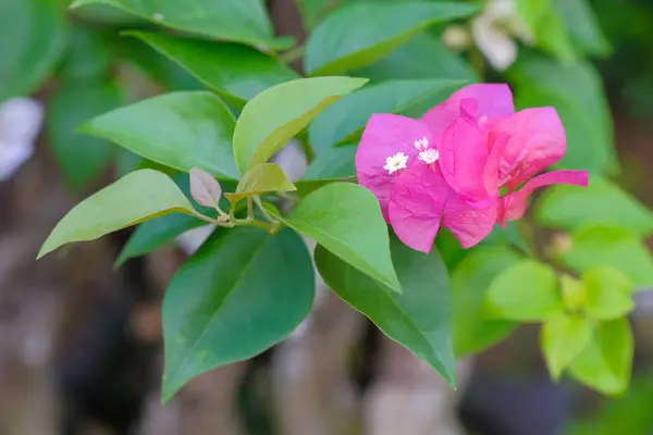 Virágzó Bougainvillea Csokor Fán Bougainvillea Virágok Mint Háttér Virágos Háttér — Stock Fotó