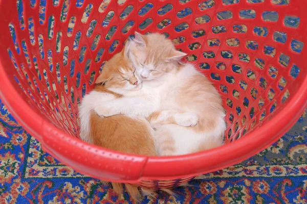 Две Кошки Спят Корзине — стоковое фото