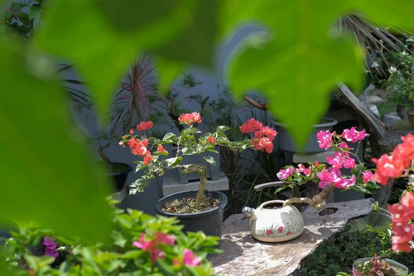 Gyönyörű Bougainvilleas Virágzik Szabadban — Stock Fotó
