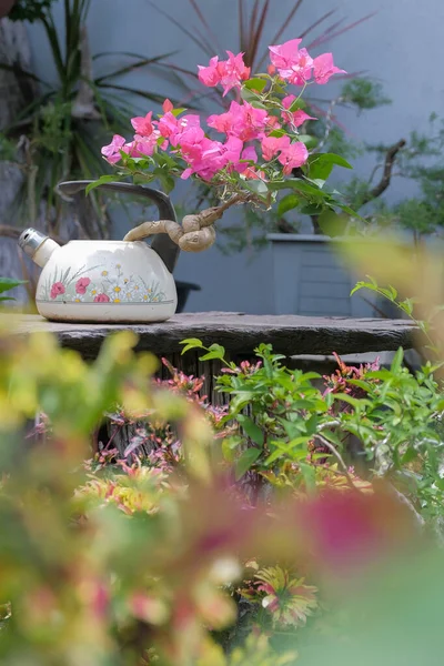 Gyönyörű Bougainvilleas Virágzik Szabadban — Stock Fotó