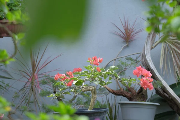 Gyönyörű Bougainvilleas Virágzik Szabadban — Stock Fotó