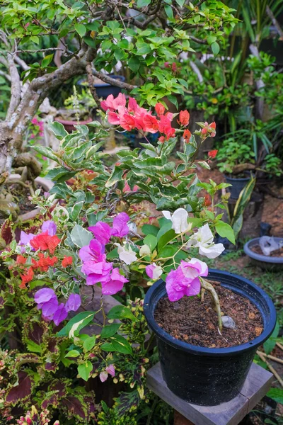 Kvetoucí Bougainvillea Kytice Stromečku Bougainvillea Květiny Jako Pozadí Květinové Pozadí — Stock fotografie