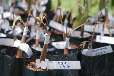 Bebek Durian ağacının çocuk odasındaki çeşitli etiketlerle yakın plan çekimi.