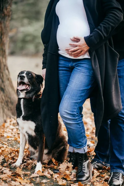 Chien Est Assis Près Une Fille Enceinte Dans Parc Automne — Photo