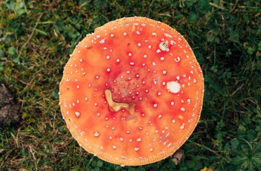 Uç agarics nella foresta di autunno