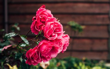 Pembe güller yağmur damlalarında