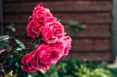 Pembe güller yağmur damlalarında