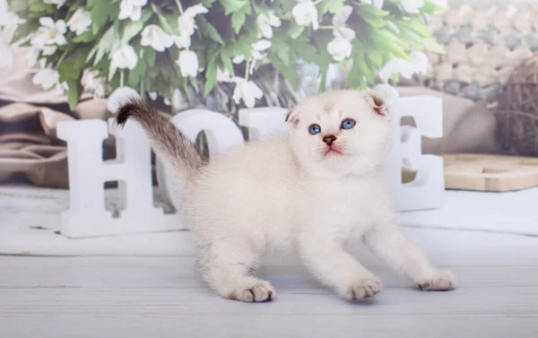 ブルーポイントスコティッシュ フォールド子猫 — ストック写真
