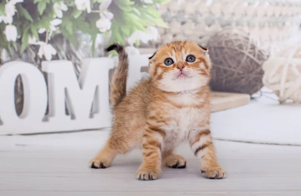 Scottish Fold Kitten Golden Color — Stock Photo, Image