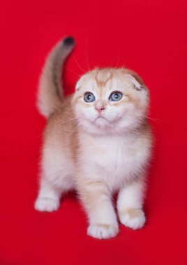 İskoç kedinin altın rengi