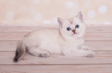 Scottish straight kitten on the background