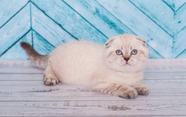 Scottish Fold kitten on the background