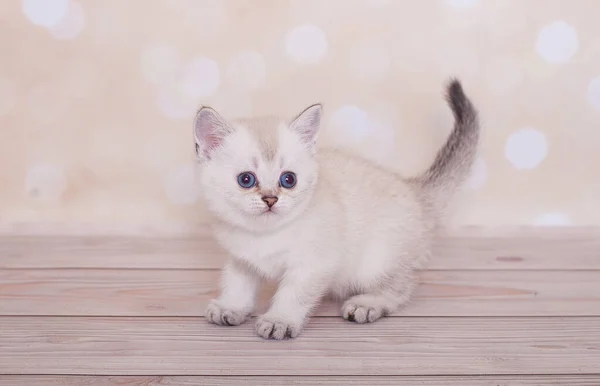 Scottish Straight Kitten Background — Stock Photo, Image