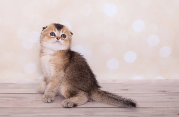 Scottish Fold Kitten Background —  Fotos de Stock