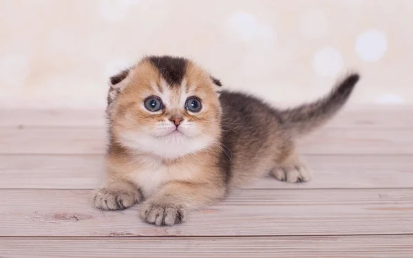 Scottish Fold Kitten Background — 图库照片