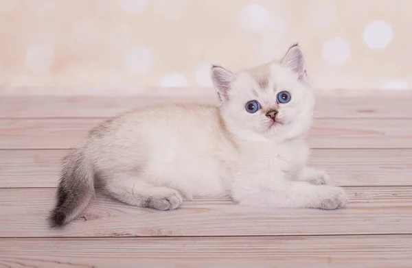 Schottisches Straight Kitten Auf Dem Hintergrund — Stockfoto