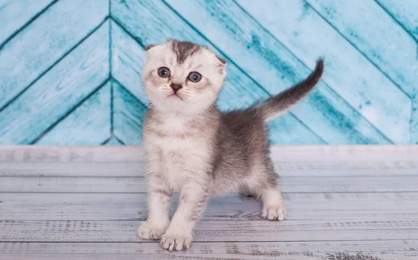 Scottish Fold Kitten Background — Stock Photo, Image