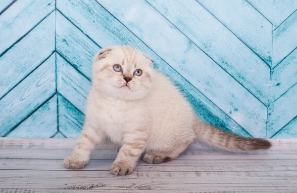 Scottish Fold Kitten Background —  Fotos de Stock