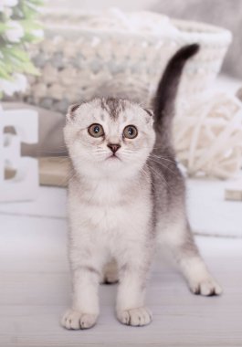 İskoç kedi yavrusu gümüş rengi