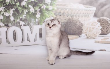 İskoç kedi yavrusu gümüş rengi