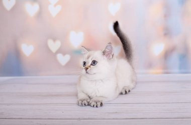 Açık renkli İskoç kedi yavrusu