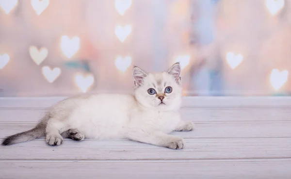 Gatinho Escocês Cor Clara Reta — Fotografia de Stock