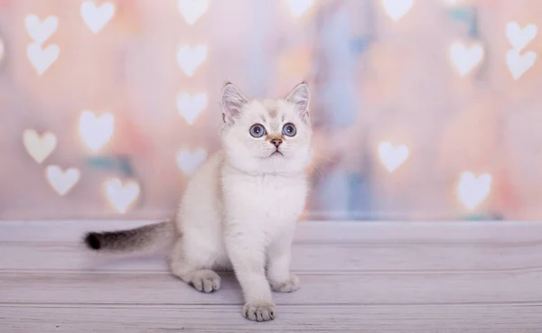 Kätzchen Schottisch Gerade Helle Farbe — Stockfoto