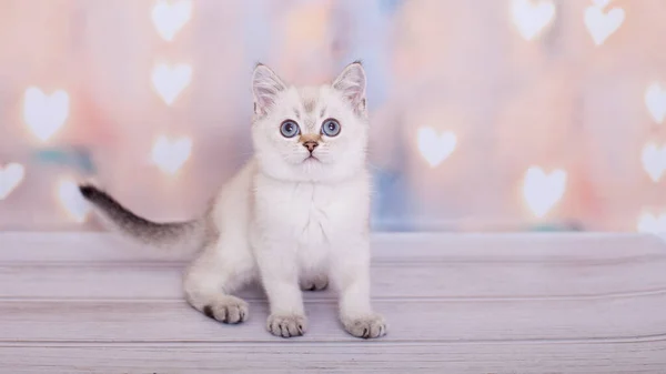 Schotse Rechte Kitten Van Lichte Kleur — Stockfoto